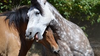 Beautiful Natural Stallion amp Mare Courtship Dance [upl. by Cornia]