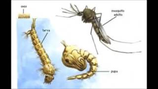 Principais doenças parasitárias endêmicas do Brasil [upl. by Daisie]