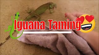 Baby Iguana Taming amp Training SIMPLE  Tutorial and Information [upl. by Eca]