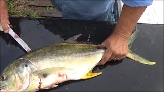 Can You Eat Jack Crevalle Trash Fish or Treasure Smoked Jack Crevalle How to Cook Jack Crevalle [upl. by Hussey522]