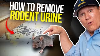 Rodent Urine smell in my housePRO DIY TIPS [upl. by Katey154]