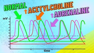 How Adrenaline and Acetylcholine Affect Heart Rate [upl. by Llieno]