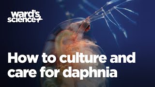 Caring and Culturing for Daphnia [upl. by Rakel]