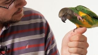 How to Teach Your Parrot to Talk  Parrot Training [upl. by Sparhawk102]