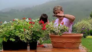 Planting Pelargoniums In Spring [upl. by Kado937]