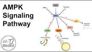 AMPK Signaling Pathway Regulation and Downstream Effects [upl. by Gordan166]