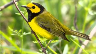 Hooded Warbler Song [upl. by Agarhs40]