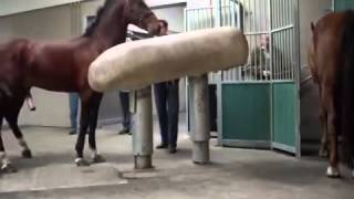 Mating Horses Breeding  HORSE MATING Donating Sperm MIX [upl. by Emmer]