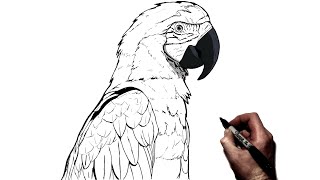 How To Draw A Parrot  Step By Step [upl. by Asirahc623]