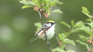 Chestnutsided Warbler [upl. by Dianemarie857]