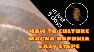 How to Culture Magna Daphnia Easily [upl. by Pimbley]