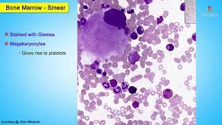 Histology Bone marrow smear  Shotgun Histology [upl. by Gladys]