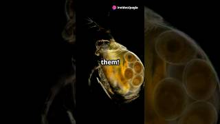 How to culture Daphnia for your Aquarium [upl. by Ertsevlis653]