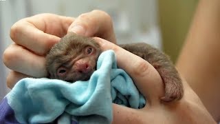 Worlds Cutest Baby Animals  BBC Earth [upl. by Einnaffit]