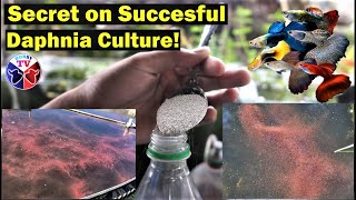 How to Culture Daphnia Successfully [upl. by Nailij]