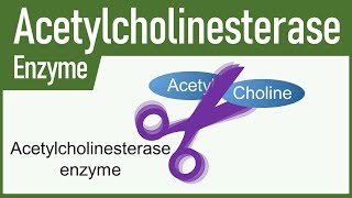 Acetylcholinesterase Enzyme [upl. by Ttirb]