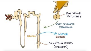 Understanding Hyponatraemia [upl. by Trautman827]