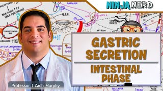 Gastrointestinal  Gastric Secretion The Intestinal Phase [upl. by Kila]