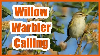 WILLOW WARBLER CALL [upl. by Adeys]