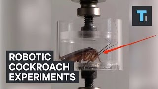 Robotic cockroach experiments [upl. by Sussman]