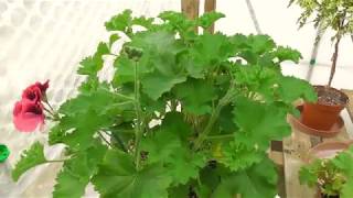 Unique Pelargoniums and Harvesting Pelargonium seed [upl. by Noraf]