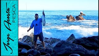 Pesca desde la Orilla  JURELES TORO en Nayarit México [upl. by Ramgad663]