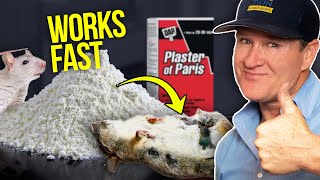 Killing Rats at Home with Plaster and Baking Soda  This works FAST [upl. by Annatnom447]