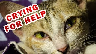 Top 10 signs your cat is crying for help you didnt know [upl. by Gaves536]