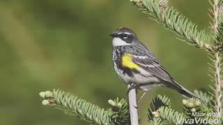 Yellow rumped warbler song [upl. by Maye]