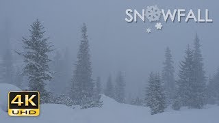 4K Snowfall  Peaceful Snowing  Snow Falling  Relaxing Winter Video  Ultra HD  2160p [upl. by Adolpho]