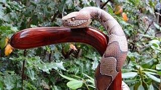 Wood Carved Copperhead Cane 55 [upl. by Lotson224]