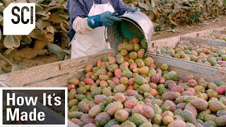 How Its Made Cactus Pear Puree [upl. by Asimaj745]