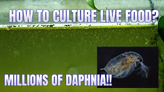 How to Culture Daphnia Secret Method to Breed MILLIONS  Simply Aquatic [upl. by Kinson]