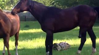 Horse Breeding Managing Stallions and Mares [upl. by Forlini]