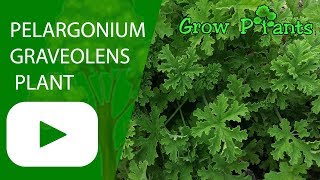 Pelargonium graveolens  Rose geranium plant [upl. by Harman170]