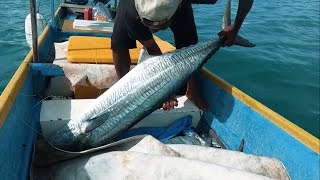 MACKEREL HUNT  Berburu ikan tenggiri raksasa [upl. by Sel]