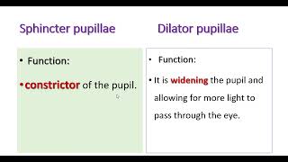 Difference between sphincter pupillae and dilator pupillae [upl. by Nnyleuqcaj251]