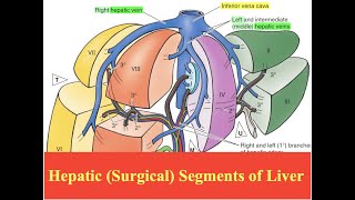 Hepatic Surgical Segments of Liver [upl. by Ahserak]