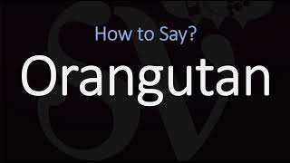 How to Pronounce Orangutan CORRECTLY [upl. by Mccomb797]