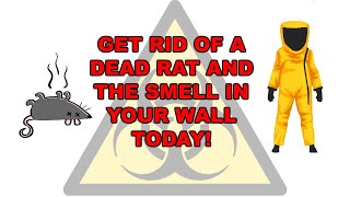 How to get rid of dead rat smell in the wall [upl. by Sivlek]