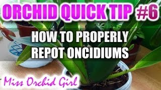 Orchid Tip 6  How to properly repot an Oncidium [upl. by Dallman783]