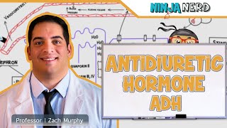 Endocrinology  Antidiuretic Hormone ADH [upl. by Kowatch]