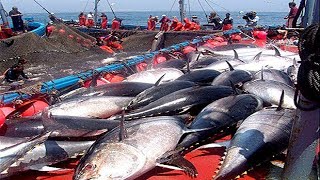 Everyone should watch this Fishermens video  Catch Hundreds Tons of Giant Bluefin Tuna Fish [upl. by Kingdon]