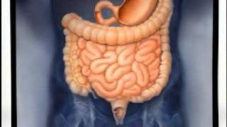 Introduction to Gastroenterology [upl. by Enomal]