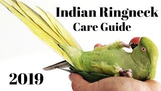 Indian Ringneck Parakeet Care Guide [upl. by Nodyl408]