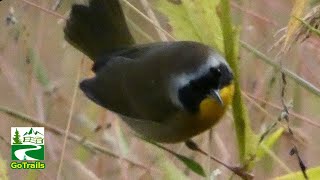 Common yellowthroat warbler call  song  sound [upl. by Delanos]