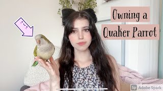 Everything you need to know about owning a Quaker Parrot [upl. by Ebarta8]