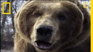 How to Survive a Grizzly Attack  National Geographic [upl. by Maddy]