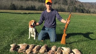 Hunting Rabbits With GREAT Beagles [upl. by Pat478]