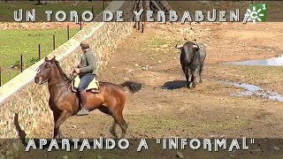 Toros de Yerbabuena enfundar pitones al toro burraco Informal  Toros desde Andalucía [upl. by Nerrag]